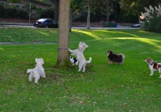 Dogs at Holmby Park